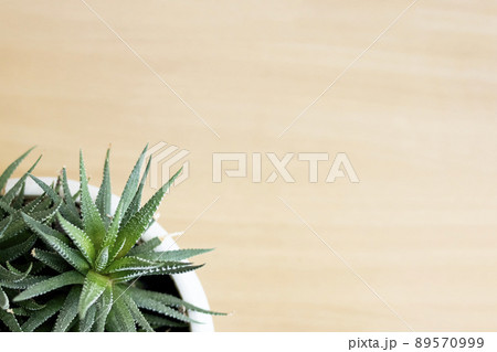 Lush aloe plant on a wooden background 89570999