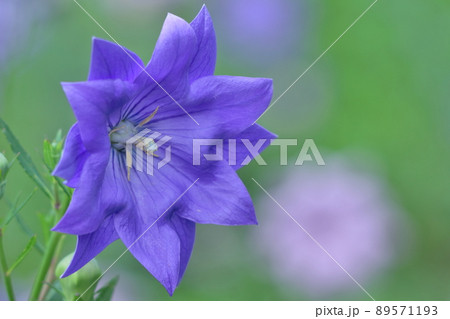 日本を代表する紫色の花 日本を代表する紫色の花 89571193