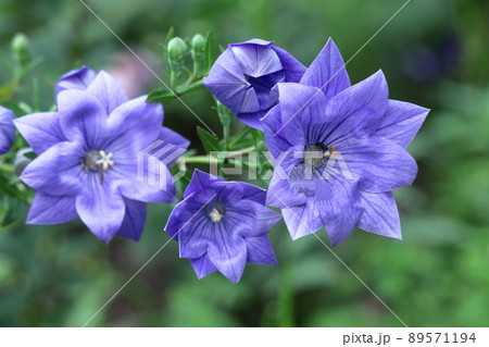 日本を代表する紫色の花 日本を代表する紫色の花 89571194