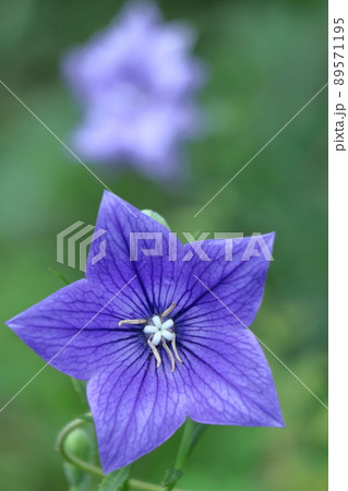 日本を代表する紫色の花 89571195