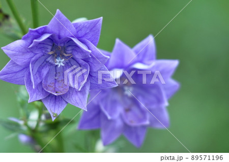 日本を代表する紫色の花 89571196