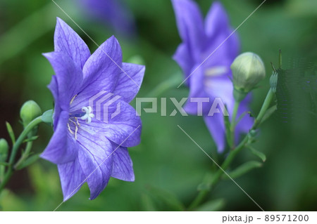日本を代表する紫色の花 89571200