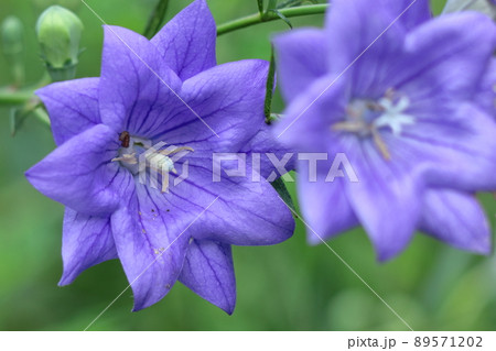 日本を代表する紫色の花 日本を代表する紫色の花 89571202