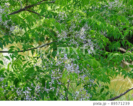 万葉集の初夏の花 センダンの木の花 万葉集の初夏の花 センダンの木の花 89571239