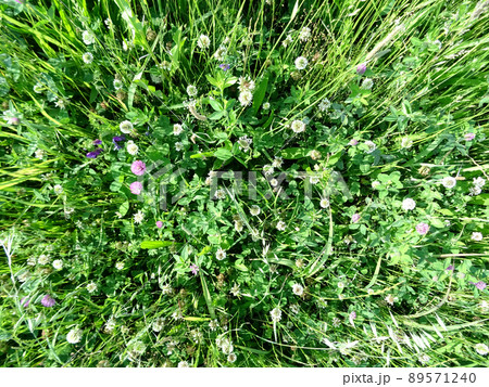 初夏に咲く野の花 赤クローバー 初夏に咲く野の花 赤クローバー 89571240