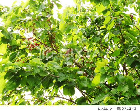 初夏に赤い実をつけた桑の木 初夏に赤い実をつけた桑の木 89571243
