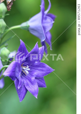 日本を代表する紫色の花 89571263