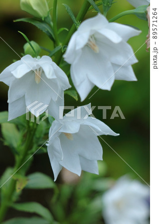 日本を代表する紫色の花 日本を代表する紫色の花 89571264