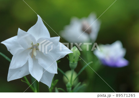 日本を代表する紫色の花 日本を代表する紫色の花 89571265