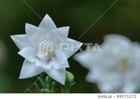 日本を代表する紫色の花 89571272