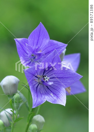 日本を代表する紫色の花 89571386