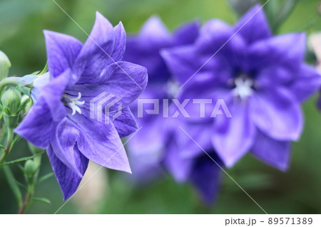 日本を代表する紫色の花 89571389