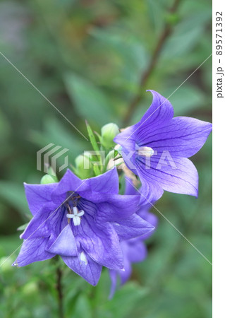 日本を代表する紫色の花 日本を代表する紫色の花 89571392