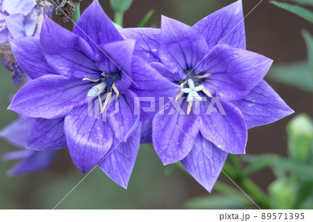 日本を代表する紫色の花 89571395