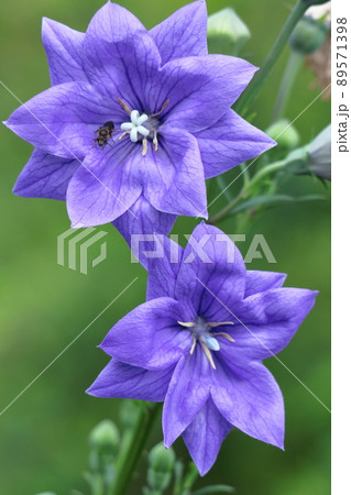 日本を代表する紫色の花 日本を代表する紫色の花 89571398