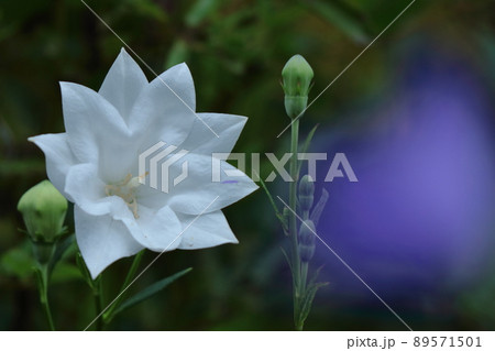 日本を代表する紫色の花 日本を代表する紫色の花 89571501