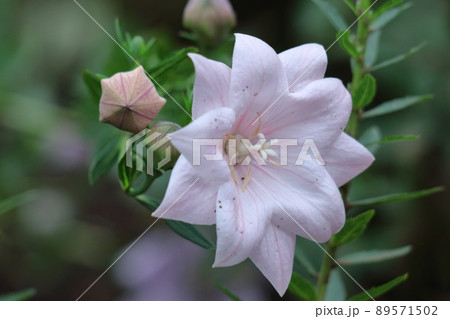 日本を代表する紫色の花 89571502
