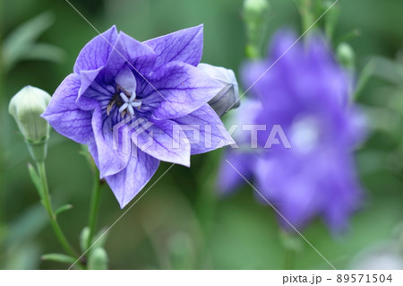 日本を代表する紫色の花 日本を代表する紫色の花 89571504