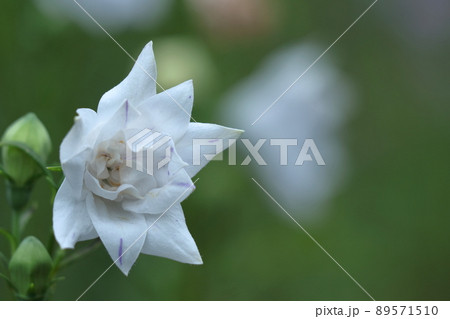 日本を代表する紫色の花 日本を代表する紫色の花 89571510