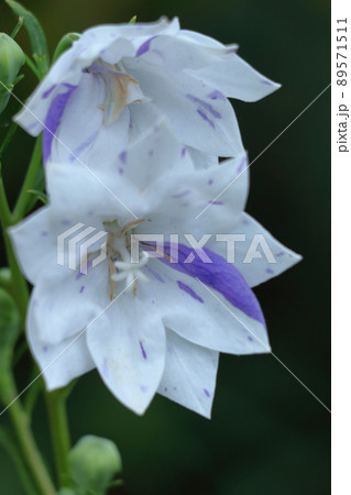 日本を代表する紫色の花 89571511