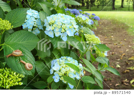紫陽花の葉の上にかたつむりが集まる 89571540