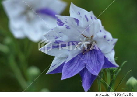 日本を代表する紫色の花 89571580