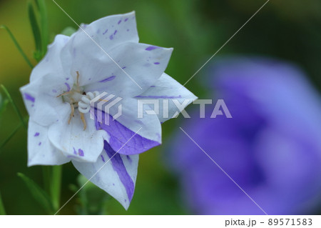 日本を代表する紫色の花 日本を代表する紫色の花 89571583