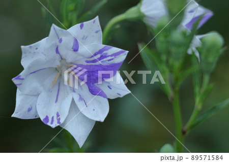 日本を代表する紫色の花 89571584
