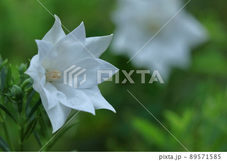日本を代表する紫色の花 日本を代表する紫色の花 89571585