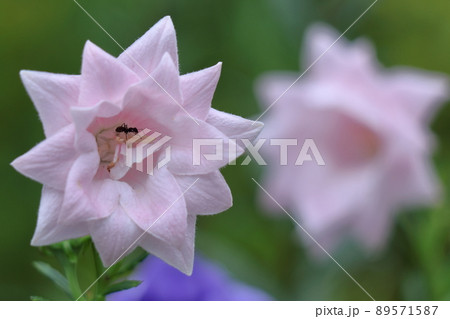 日本を代表する紫色の花 89571587