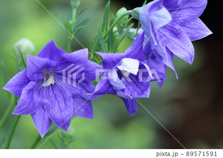 日本を代表する紫色の花の写真素材
