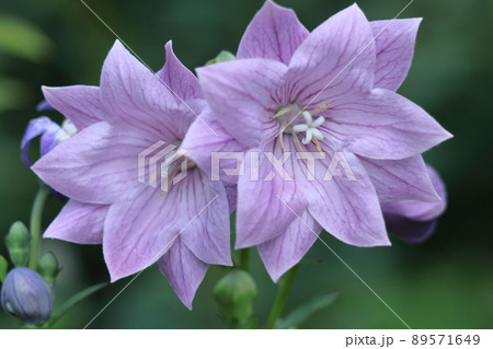 日本を代表する紫色の花 日本を代表する紫色の花 89571649