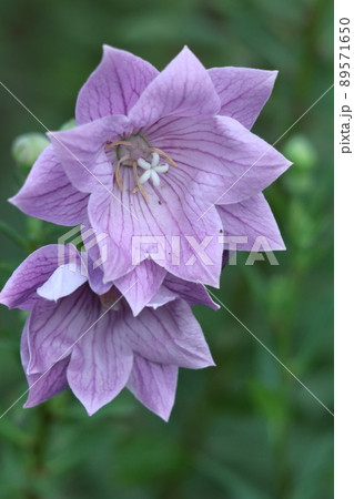 日本を代表する紫色の花の写真素材