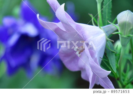 日本を代表する紫色の花 89571653