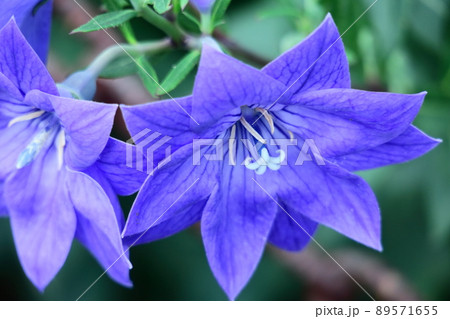 日本を代表する紫色の花 日本を代表する紫色の花 89571655