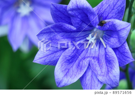 日本を代表する紫色の花 89571656