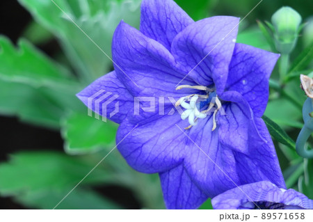 日本を代表する紫色の花 日本を代表する紫色の花 89571658