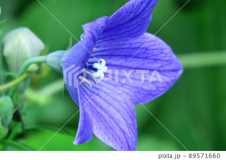 日本を代表する紫色の花 89571660
