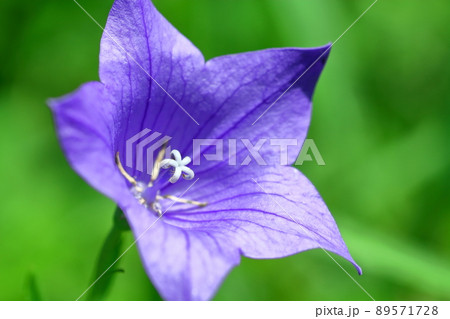 日本を代表する紫色の花 日本を代表する紫色の花 89571728