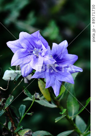 日本を代表する紫色の花 89571730