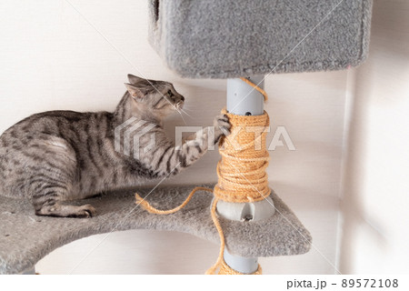 爪とぎをする猫 サバトラ猫 爪とぎをする猫 サバトラ猫 89572108