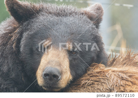 アメリカグマ 89572110