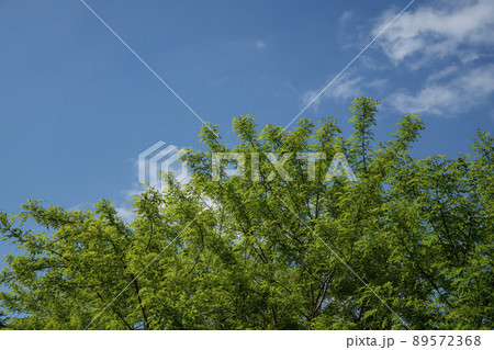 木 空 植物 89572368