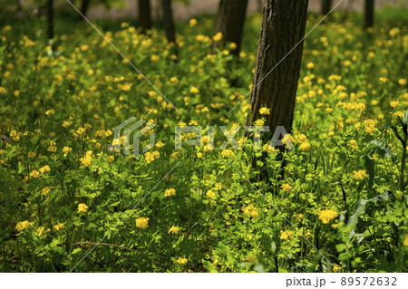 木 植物 クサノオウ 89572632