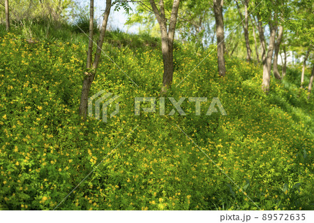 木 植物 クサノオウ 89572635