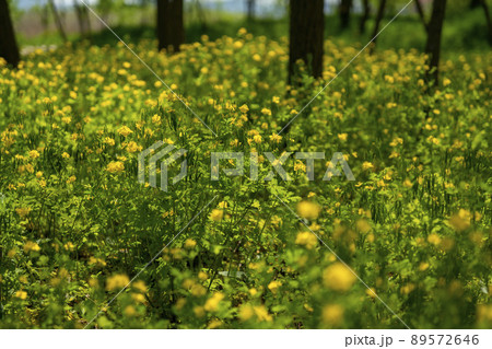 植物 クサノオウ 風景 89572646