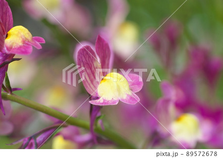 リナリアの紫色花【緑背景】 リナリアの紫色花【緑背景】 89572678