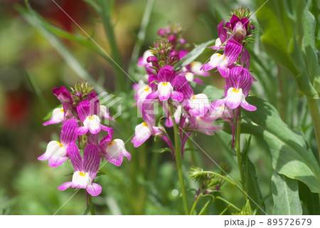 リナリアの紫色花【緑背景】 89572679