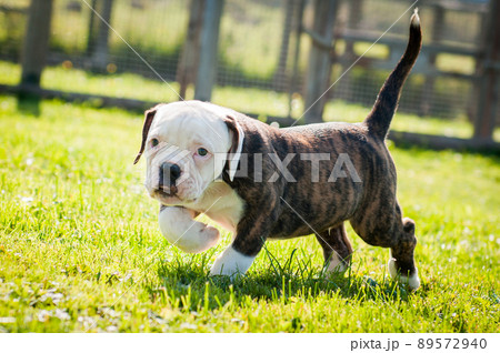 Brindle coat American Bulldog puppy dog is moving on nature on green grass 89572940