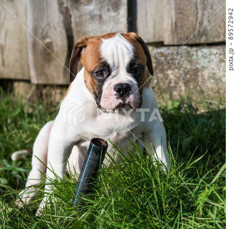 Red American Bulldog puppy dog is walking on nature Red American Bulldog puppy dog is walking on nature 89572942